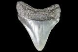 Juvenile Megalodon Tooth - Georgia #83618-1